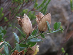 Barleria greenii