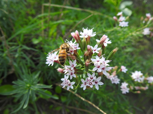 Western Honey Bee