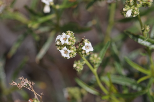 narrow-leaved yerba santa (Eriodictyon angustifolium)