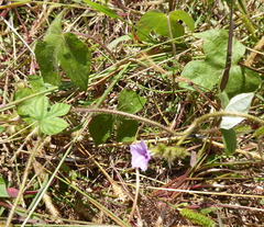 Ipomoea dichroa