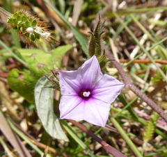 Ipomoea dichroa