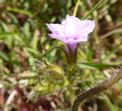 Ipomoea dichroa