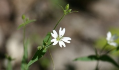 Pseudostellaria jamesiana
