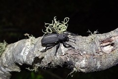 Aegorhinus suturalis