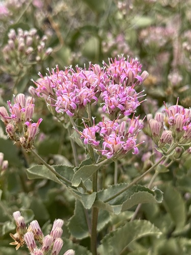 brownfoot (Acourtia wrightii)