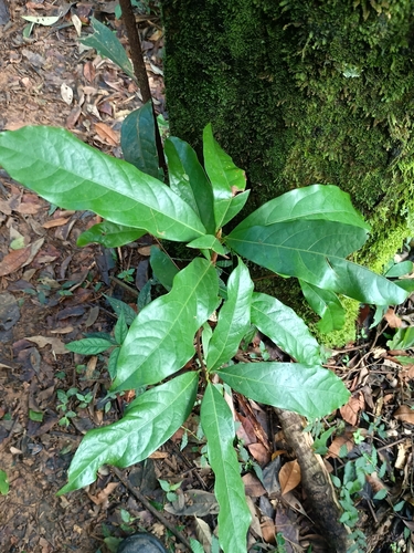 Ocotea odorifera