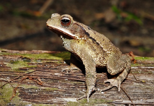 Central American Gulf Coast Toad
