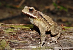 Central American Gulf Coast Toad photo 3