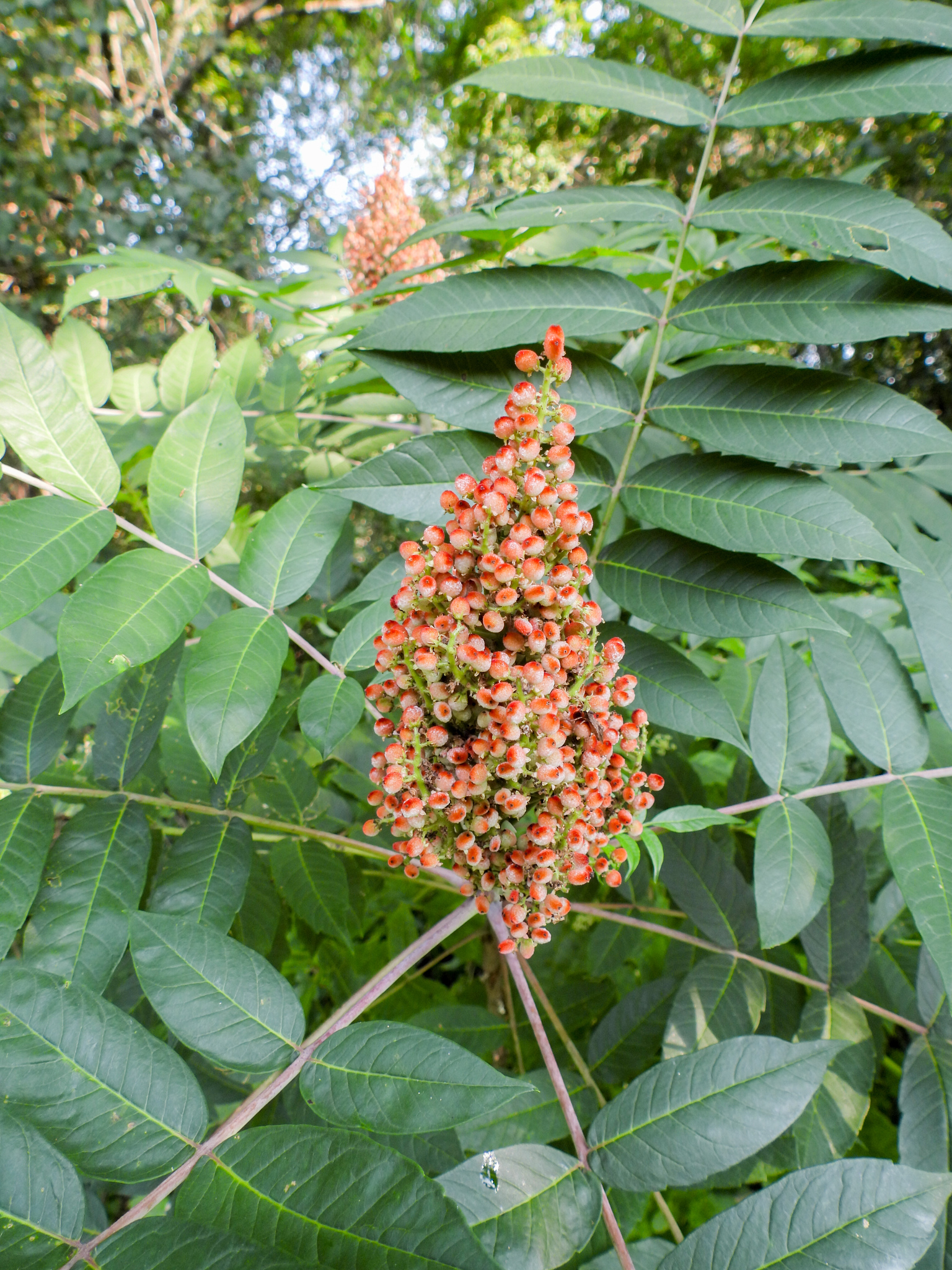 Smooth Sumac (Rhus glabra)