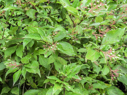 Gray Dogwood (Cornus racemosa)