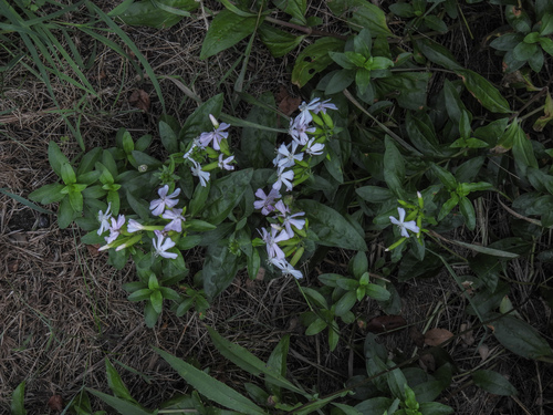 common soapwort (Saponaria officinalis)