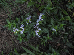 Saponaire Officinale (Saponaria officinalis)