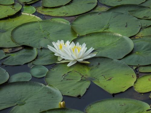 American White Waterlily (Nymphaea odorata)