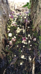 Lathraea clandestina