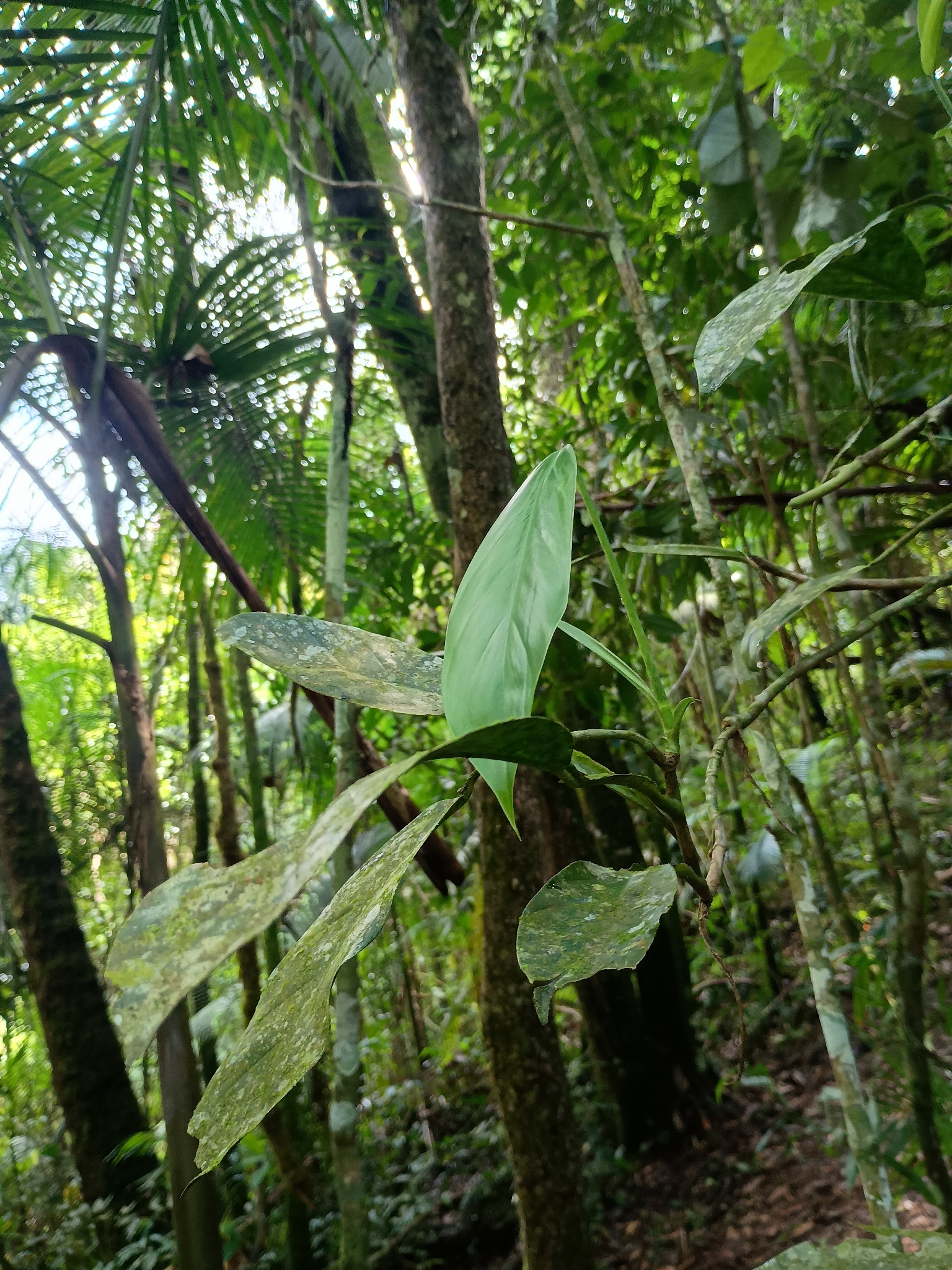 Philodendron propinquum