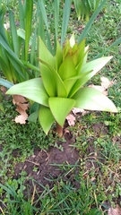 Fritillaria imperialis