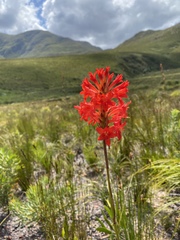 Tritoniopsis triticea