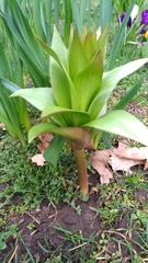 Fritillaria imperialis