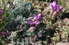 Astragalus utahensis