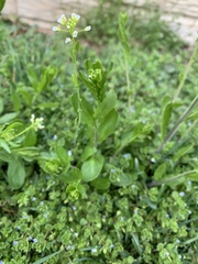 Thlaspi arvense