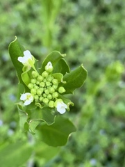 Thlaspi arvense