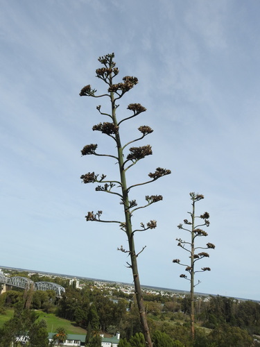 American century plant