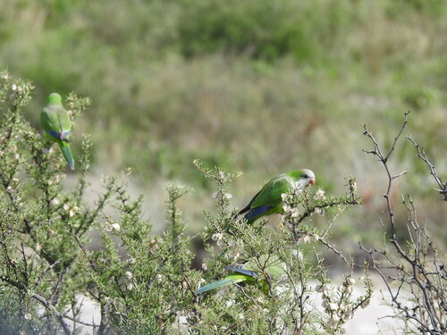 Monk Parakeet