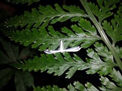 Pterophorus monospilalis