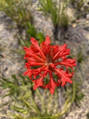 Tritoniopsis triticea