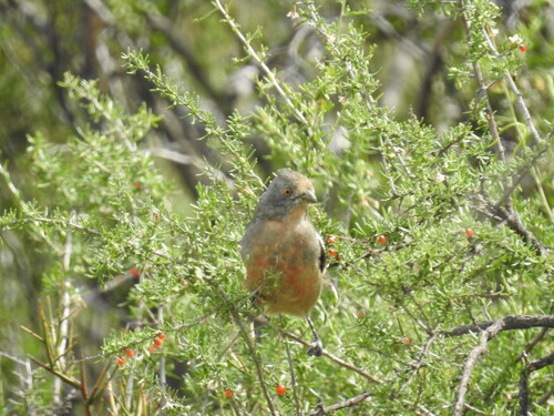 White-tipped Plantcutter