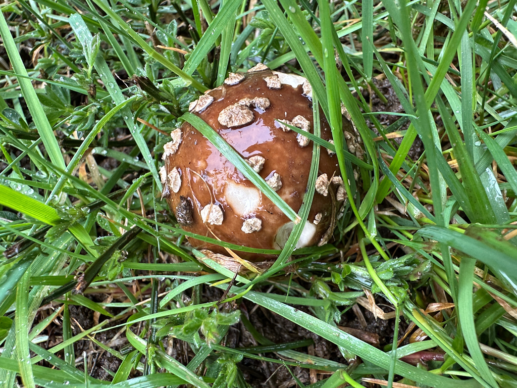 Amanita pantherinoides · March 2026 · photo: © corvi (iNaturalist, cc-by)