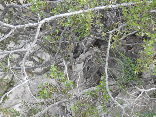 Southern Mountain Cavy