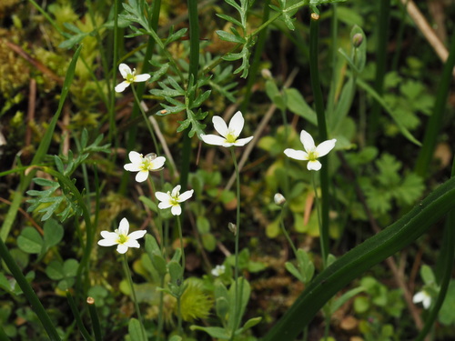 Oregon Fairypoppy (Meconella oregana)