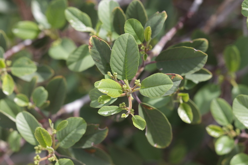 Pearleaf Buckthorn (Frangula obovata)