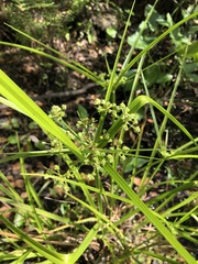 Cyperus virens