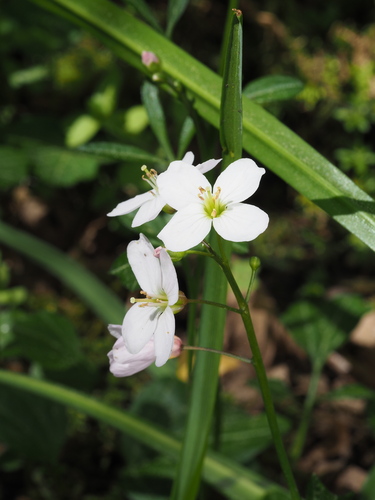 Nuttall's toothwort (Cardamine nuttallii)