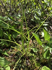 Cyperus virens
