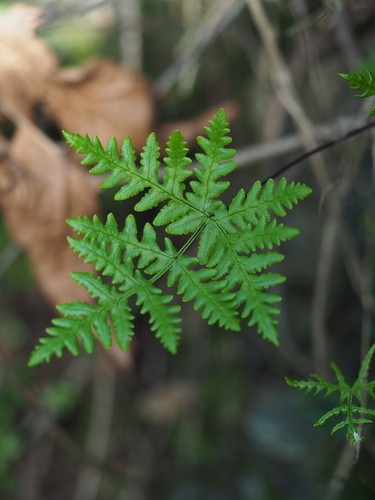 goldback fern (Pentagramma triangularis)