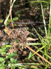 Cyperus virens