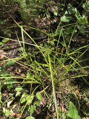 Cyperus virens