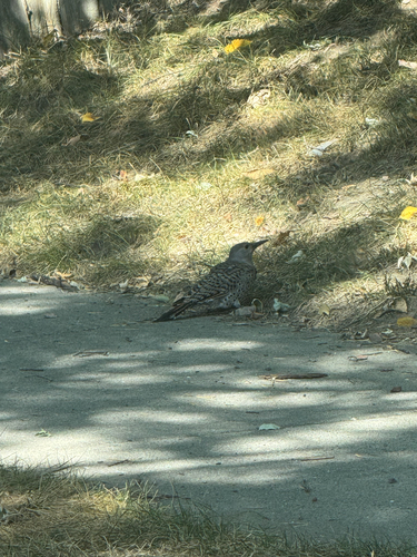 iNaturalist observation 2025-09-05