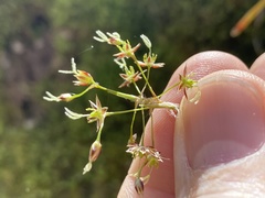 Luzula acuminata carolinae