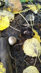Coprinopsis acuminata