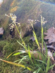 Luzula acuminata carolinae
