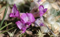 Astragalus utahensis
