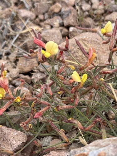 Greene's deerweed (Acmispon neomexicanus)