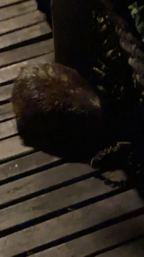 Short-tailed Porcupine