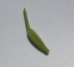 Chaerophyllum tainturieri dasycarpum
