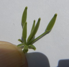 Chaerophyllum tainturieri dasycarpum