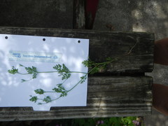 Chaerophyllum tainturieri dasycarpum